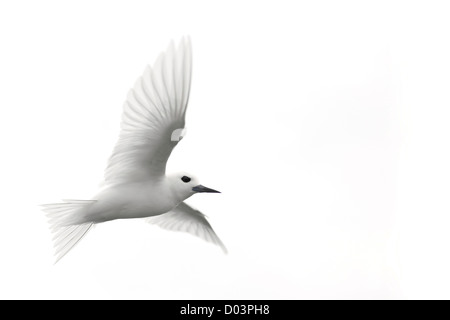 White Tern (Gygis Alba Rothschildi) im Flug Stockfoto