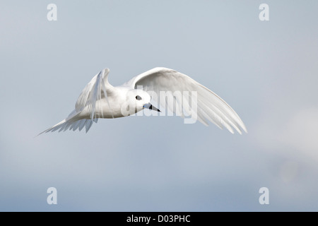 White Tern (Gygis Alba Rothschildi) im Flug Stockfoto