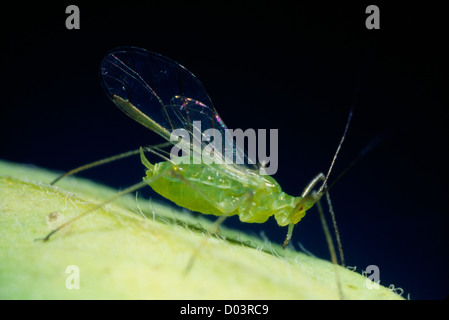 Erbse-blattlaus (ACYRTHOSIPHON PISUM) (MACROSIPHUM PISI) geflügelte Blattläuse fressen an LUZERNE DESTRUKTIVE KULTURPFLANZEN Stockfoto