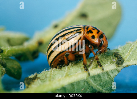 Kartoffelkäfer (LEPTINOTARSA DECEMLINEATA) Erwachsene auf die Kartoffel destruktiv FÜR KARTOFFEL- UND FAMILIE der NACHTSCHATTENGEWÄCHSE STUDIO Stockfoto