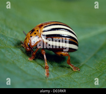 KARTOFFELKÄFER (LEPTINOTARSA DECEMLINEATA) ERWACHSENEN AUF SOJA BLATT ZERSTÖRERISCH FÜR KARTOFFEL- UND NACHTSCHATTEN FAMILIENSTUDIO Stockfoto