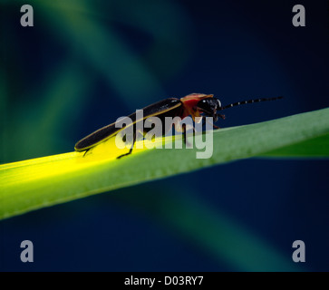 GLÜHWÜRMCHEN, GLÜHWÜRMCHEN ODER GEMEINSAMEN ÖSTLICHEN FIREFLY (PHOTINUS PYRALIS) ERWACHSENE ON GRASS; BIOLUMINESZENZ; KÄFER Stockfoto