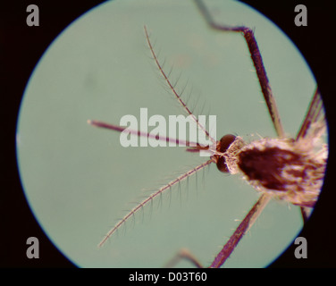 HAUS STECHMÜCKEN (CULEX PIPIENS) WEIBLICHE MÜCKEN MUND TEILE UND ANTENNEN ERWACHSENER IST VEKTOR FÜR MENSCHLICHE KRANKHEITEN / STUDIO 17 X Stockfoto