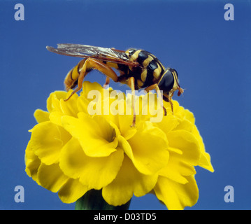 SYRPHID FLIEGE, BLUME FLIEGEN ODER DROHNE FLIEGEN (MILESIA VIRGINIENSIS) ERWACHSENE ON RINGELBLUME / STUDIO Stockfoto