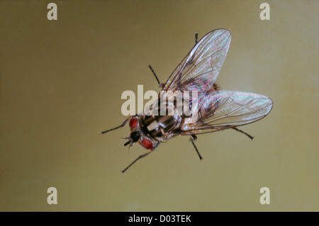 Stabil fliegen (weitere CALCITRANS) nach Pest der Nutztiere und Haustiere Stockfoto