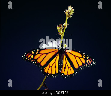 MONARCHFALTER (DANAUS PLEXIPPUS) BUNTE ERWACHSENEN MÄNNLICHEN AUF CHICORÉE; ERNÄHRT SICH VON BLUMEN Stockfoto