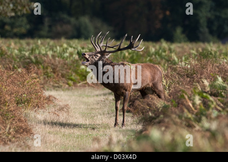 Rotwild-Hirsch während der Brunftzeit Stockfoto