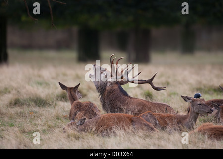 Rotwild-Hirsch während der Brunftzeit Stockfoto