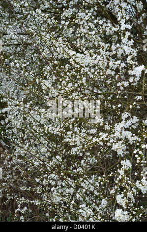 Sicherungsbeziehung Schlehe (Prunus Spinosa) in voller Blüte im Frühjahr, Herefordshire, UK Stockfoto