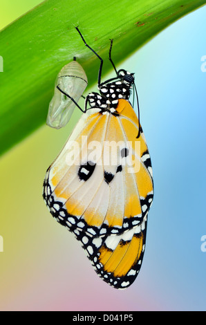 Plain Tiger Schmetterling Chrysalis entstehende Stockfoto