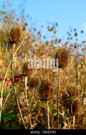 Stachelige Dipsacus Fullonum bieten im November in eine Surrey Downland Hecke wächst Stockfoto