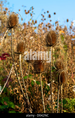 Stachelige Dipsacus Fullonum bieten im November in eine Surrey Downland Hecke wächst Stockfoto