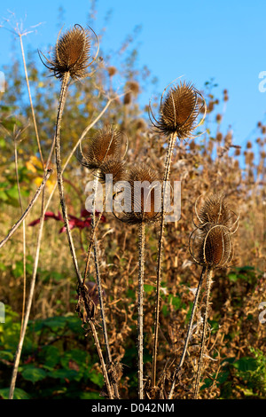 Stachelige Dipsacus Fullonum bieten im November in eine Surrey Downland Hecke wächst Stockfoto