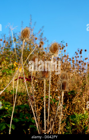 Stachelige Dipsacus Fullonum bieten im November in eine Surrey Downland Hecke wächst Stockfoto