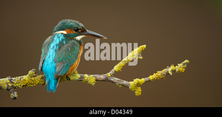 Eisvogel in seiner natürlichen Umgebung am Ufer des Flusses Stockfoto