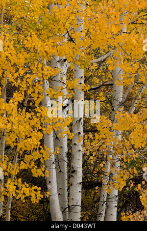 Beben Aspen, Populus Tremuloides, Wald im Herbst in die La Sal Mountains, in der Nähe von Moab, Südost-Utah, USA Stockfoto