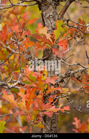 Laub der Gambels Eiche, Quercus Gambelii in Herbstfarben, Utah, USA Stockfoto