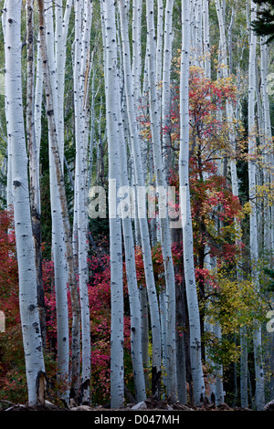 Weihrauchzedern Espen, Populus Tremuloides mit Herbstfärbung Canyon Ahorn in die Manti La Sal Mountains in der Nähe von Monticello, Utah, USA Stockfoto