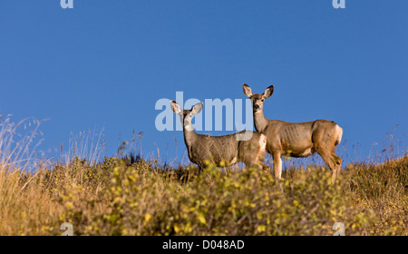 Paar der Maultierhirsch, Odocoileus Hemionus in die Manti La Sal Mountains, Herbst, Utah, USA Stockfoto