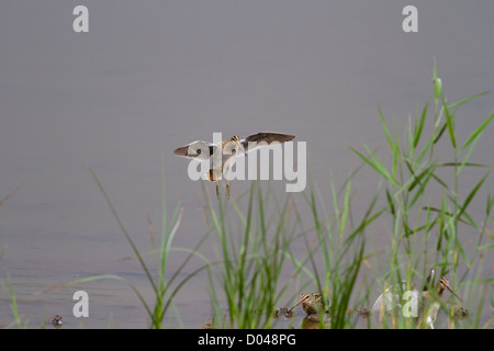 Snipe Landung im Schilf entlang der Kante einer Süßwasser-See, Yorkshire, Vereinigtes Königreich Stockfoto