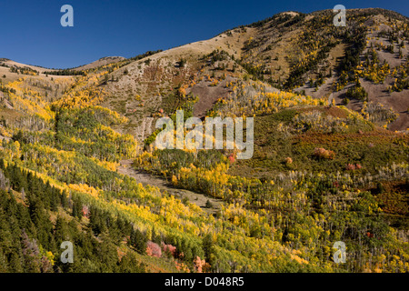 Herbst oder Herbst in die Manti La Sal Mountains, mit Espen, in der Nähe von Monticello, Utah, USA Stockfoto