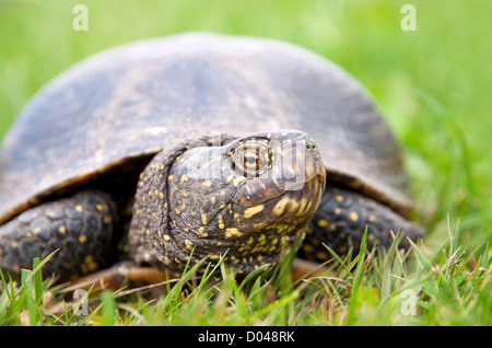 Europäische Sumpfschildkröte (Emys Orbicularis) Stockfoto