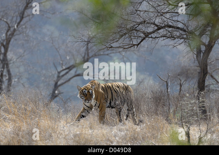 Bengal Tiger in trockenen Wald wandern. Stockfoto