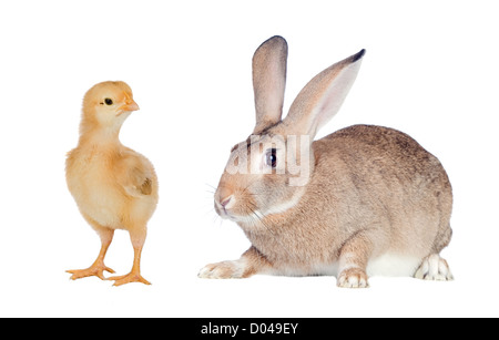 Zwei verschiedene hofeigene Tiere isoliert auf weißem Hintergrund Stockfoto
