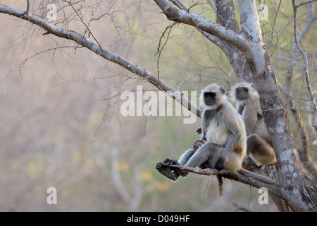 Hanuman-Languren mit jungen. Stockfoto