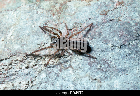 Schlange-Rückseite Spinne, Schlange zurück Spinne, Leopard Spinne weibliche (Segestria Senoculata: Segestriidae) Leben unter einem Stein UK Stockfoto