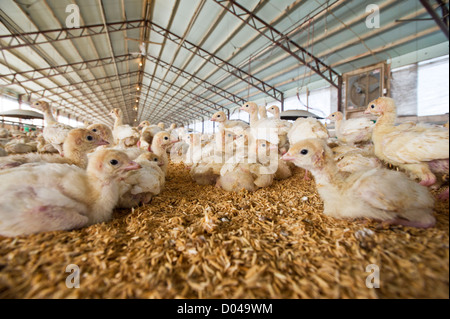 Baby Truthähne in einem Haus in Scranton, Arkansas. Stockfoto