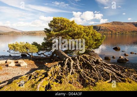 Föhren am Ufer des Derwent Water in der Nähe von Keswick, Lake District, Großbritannien. Stockfoto