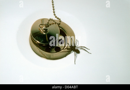 Spinnennetz Spinne weiblich (Tegenaria Duellica: Agelenidae) gefangen in einem Bad gefallen hinein, UK Stockfoto