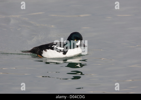 Drake / männlich Barrow Goldeneye Bucephala Islandica Stockfoto