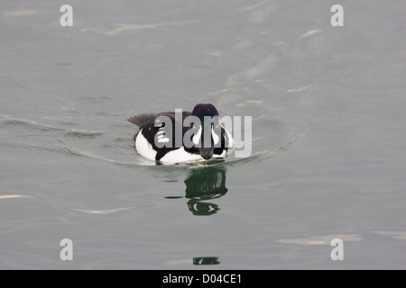 Drake / männlich Barrow Goldeneye Bucephala Islandica Stockfoto