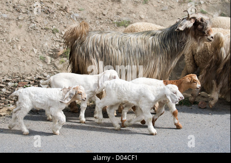 Kinder Ziege und Kaschmir (Pashmina) Ziegen von indischen Highland Farm in Ladakh mit Herde Stockfoto