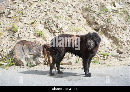 Himalaya Hütehund aus gigantische Tal führt Ziege und Schaf Herde Stockfoto