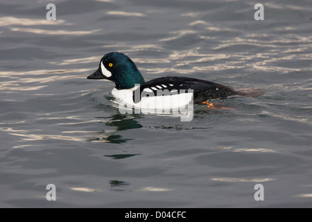 Drake / männlich Barrow Goldeneye Bucephala Islandica Stockfoto