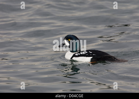 Drake / männlich Barrow Goldeneye Bucephala Islandica Stockfoto