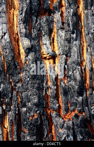 Textur des verbrannten Baum Stockfoto