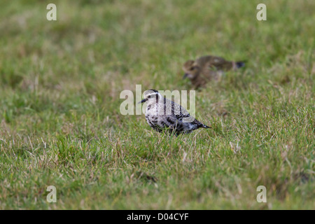 Amerikanischen Goldregenpfeifer (Erwachsene) Pluvialis Dominica mit eurasischen Goldregenpfeifer (Hintergrund) Shetland, Scotland, UK Stockfoto