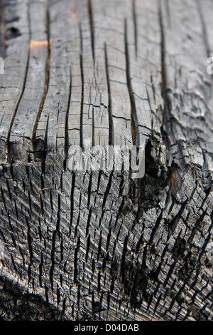 Textur des verbrannten Baum Stockfoto