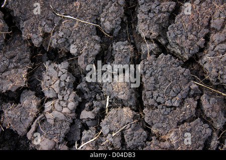 Textur des verbrannten Baum Stockfoto