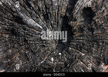 Textur des verbrannten Baum Stockfoto