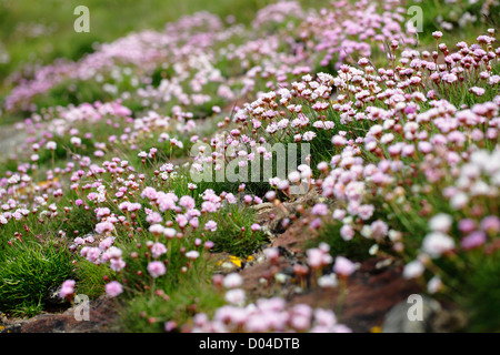 Armeria Maritima, Pink Thrift, wächst wild neben dem Firth of Clyde, Ayrshire an der Westküste von Schottland, Großbritannien Stockfoto