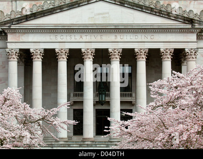 WA06461-00... WASHINGTON - Kirschblüten auf Bäumen in der Nähe von der Legislative Building des Washington State Capitol in Olympia. Stockfoto