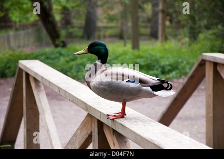Portraitbild eine männliche Stockente (Drake) Stand auf die streben eine Holzbrücke. Fotografie ist in eine Parklandschaft genommen. Stockfoto