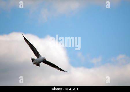 Fotografie einer Möwe gleiten über einen blauen Himmel und Wolken Scape-Kulisse. Vögel sind voll Flügel Stockfoto