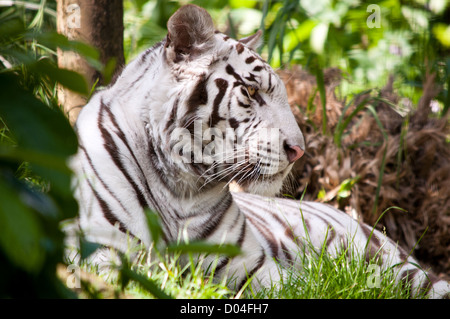 Porträt eines weißen Tigers. Schließen Sie herauf Bild mit hoher Detailgenauigkeit. Stockfoto