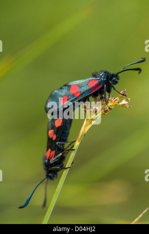 Fünf-Spot Burnet Motten, Zygaena Trifolii, Paarung auf ein Segge bei Cwm Cadlan, in der Nähe von Penderyn in Südwales. Stockfoto